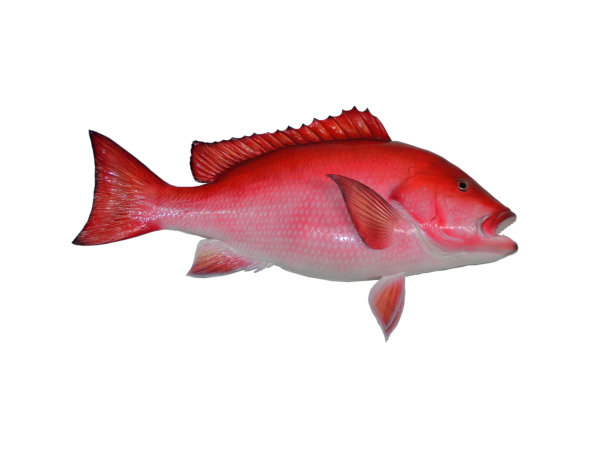 红鲷鱼鱼图片下载