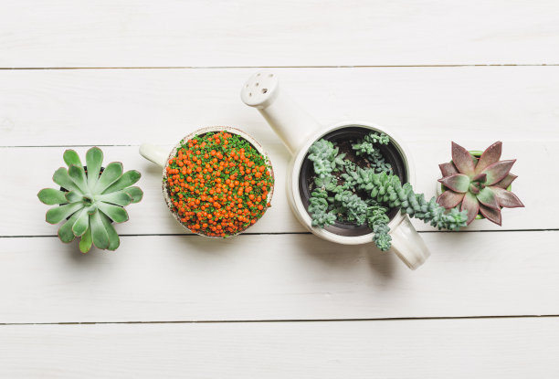 微型多汁植物素材图片