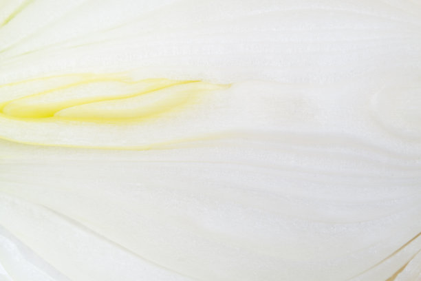 洋葱闭合图片下载