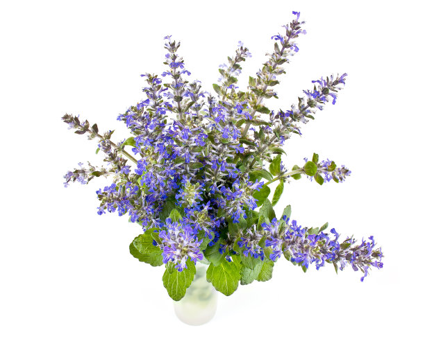 格莱乔马·赫德拉西亚图片下载