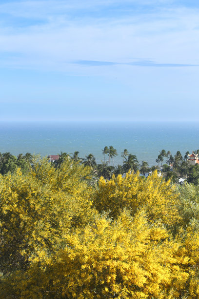 金合欢(蛛丝)图片下载