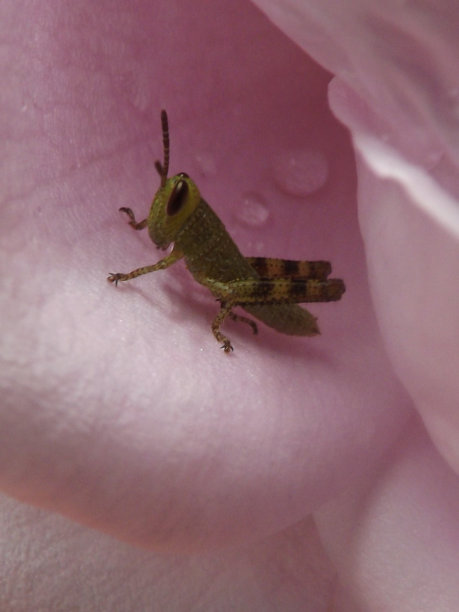 粉红玫瑰与蟋蟀图片下载