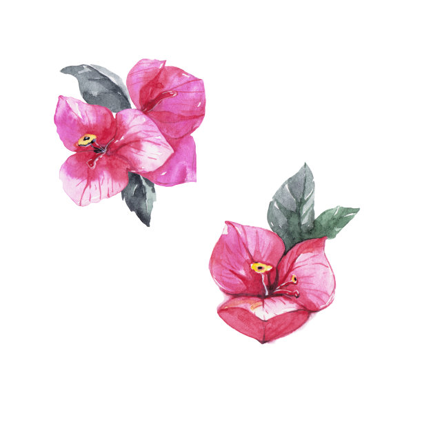 叶子花属的花。图片下载