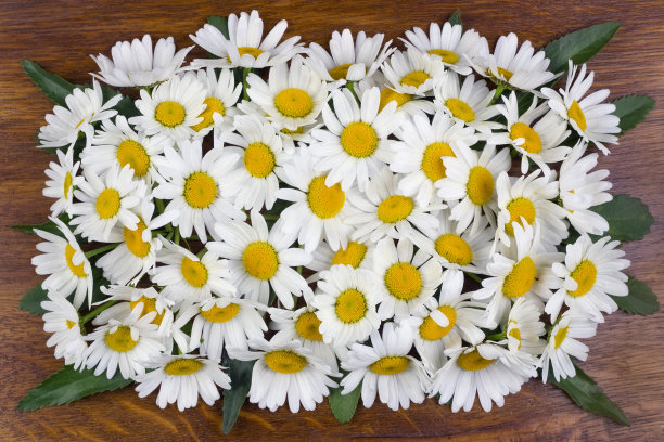 一个温柔的白色雏菊纽扣孔在古老的抛光木质橡木面板上图片下载