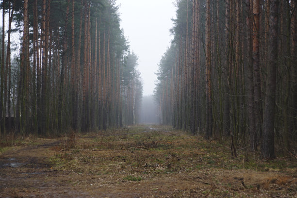 雾笼罩在林中空地上，道路两旁是松树图片下载