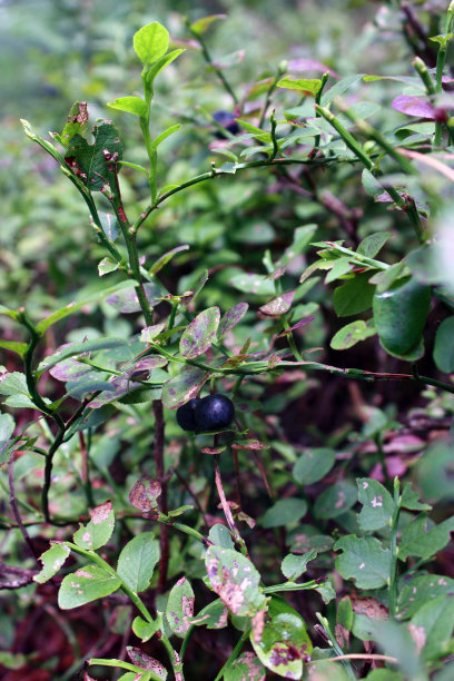 在森林中种植蓝莓图片下载