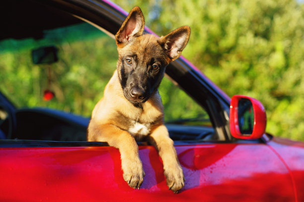 一只比利时牧羊犬小狗坐在一辆红色的车里图片下载