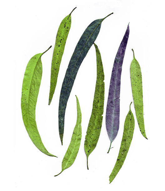 桉树叶图片下载