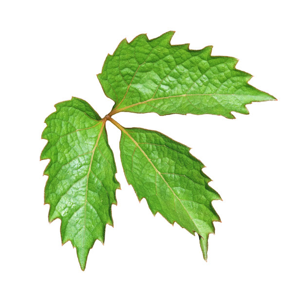 野生来图片下载