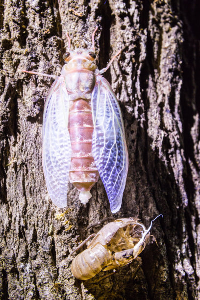 成年蝉从最后一层幼虫皮肤中露出图片下载