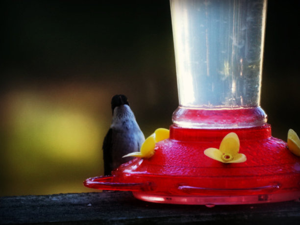 香甜的花蜜图片下载
