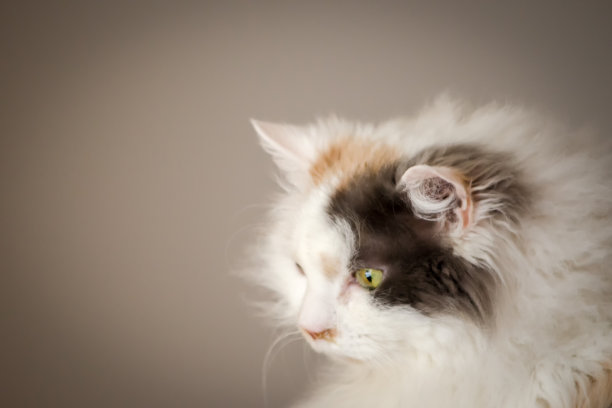 在灰色背景下，猫盯着画面外面图片下载