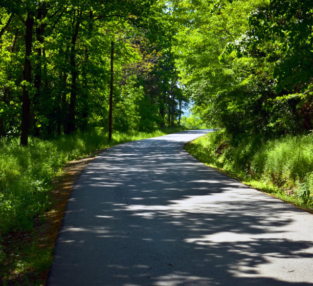 森林和道路图片下载
