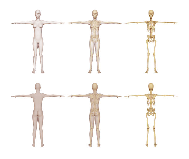 女性骨骼解剖学图片下载