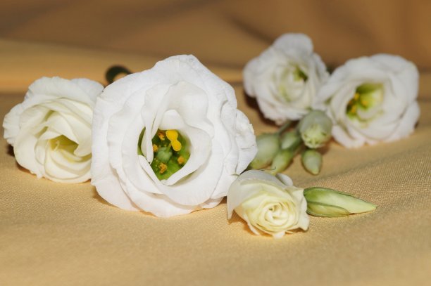 淡黄色背景上的桔梗花(桔梗)图片下载