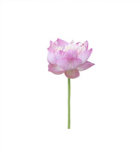 莲花的植物。图片下载