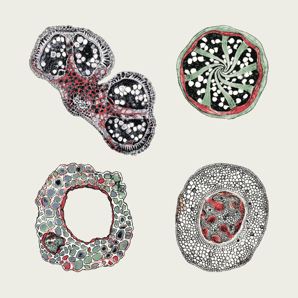 植物种子和细胞集合。图片下载