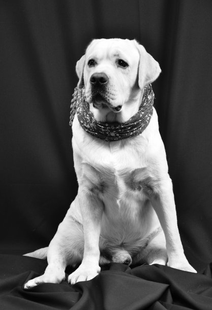 带围巾的拉布拉多犬图片下载