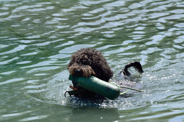 黑狗游泳图片下载