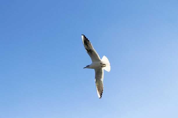 海鸥图片下载