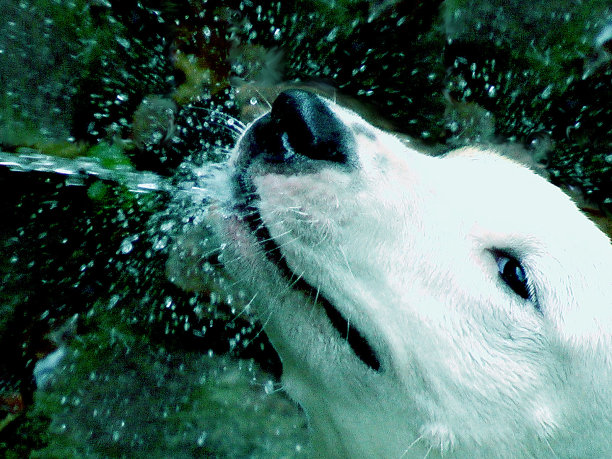 喜欢玩水。图片下载