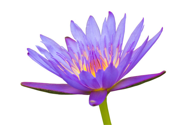 孤立在白色背景上的紫色睡莲图片下载