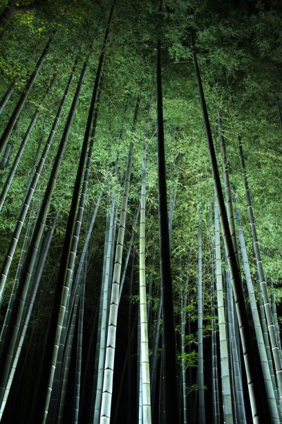 竹林,Jpan京都图片下载