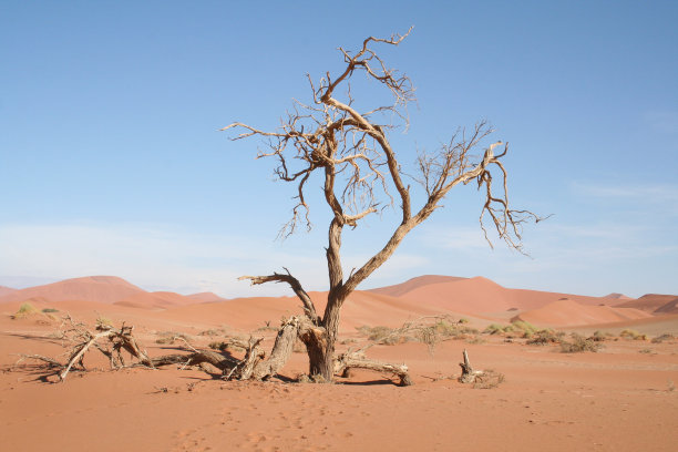 纳米比亚，日落，索苏斯瓦莱沙丘上的树图片下载