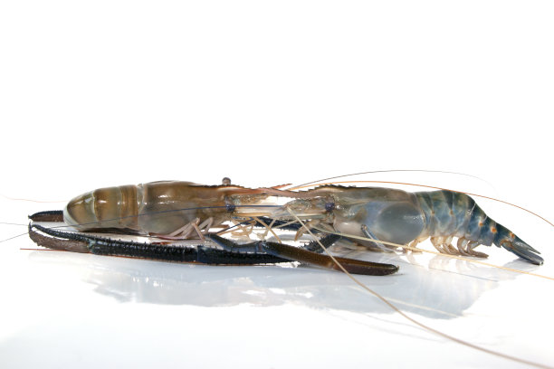 两个虾战斗图片下载