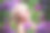 水疗模特女人与健康的皮肤和金色的头发在鲜花背景。春季美容，面部护理和美容概念图片下载