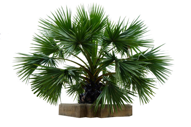 棕榈树短干图片下载