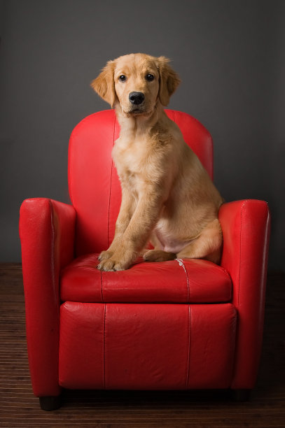 金毛猎犬小狗图片下载