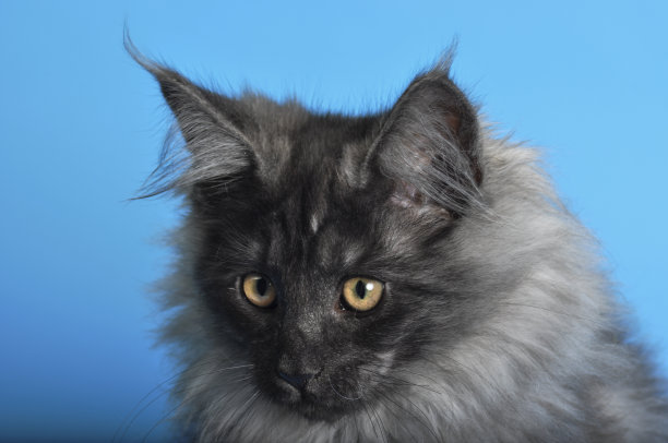 惊讶的小猫缅因图片下载