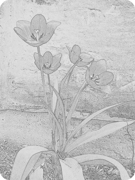 郁金香-照片绘制的灌木郁金香发芽旁边的墙在花园里图片下载