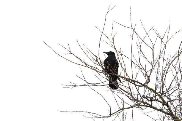 乌鸦在一棵树上孤立的白色图片下载