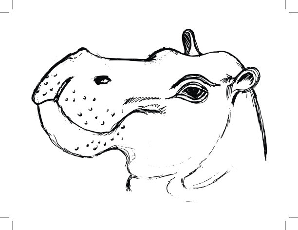 河马，野生动物插图，非洲，狩猎，动物园，马图片下载