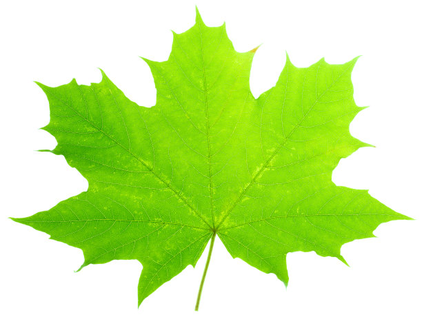 孤立的一片绿色枫叶图片下载