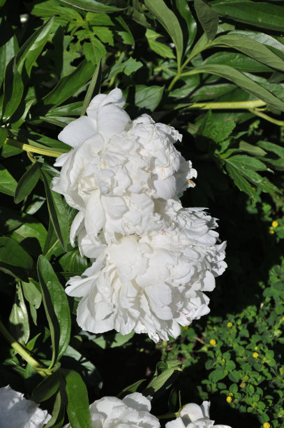 牡丹白色图片下载