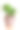 室内植物Crassula霍比特人素材图片