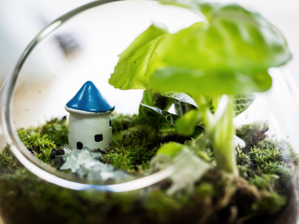 房子的小世界，盆景植物装饰图片下载