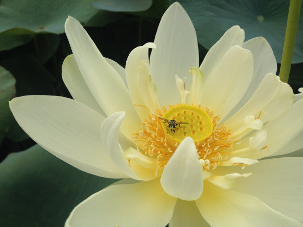 花和蜜蜂图片下载