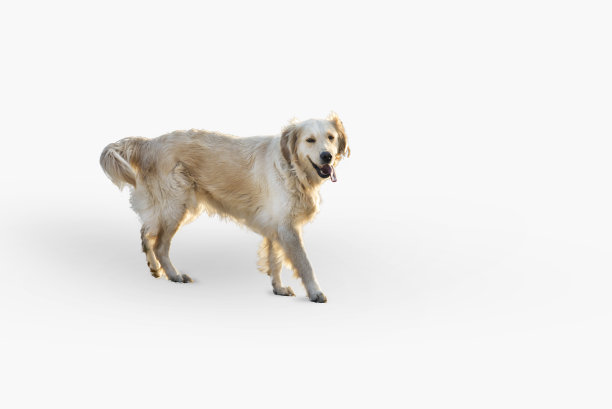 白色背景上的金毛猎犬。图片下载