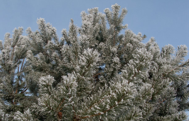 星星在树上结霜，在冬天图片下载