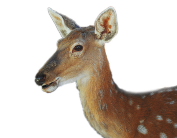 白尾鹿Odocoileus virginianus小鹿看台图片下载