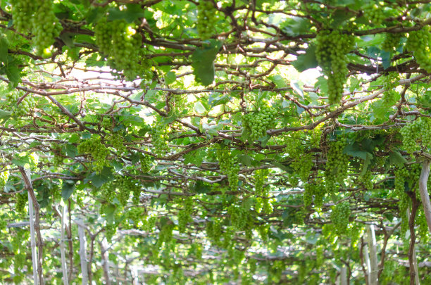 越南宁顺的葡萄农场图片下载