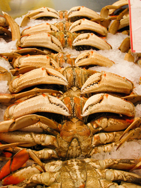 Dungeness螃蟹出售图片下载