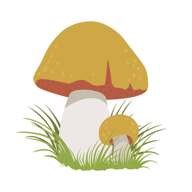 牛肝菌，可食用的森林蘑菇。五彩缤纷的卡通插图图片下载