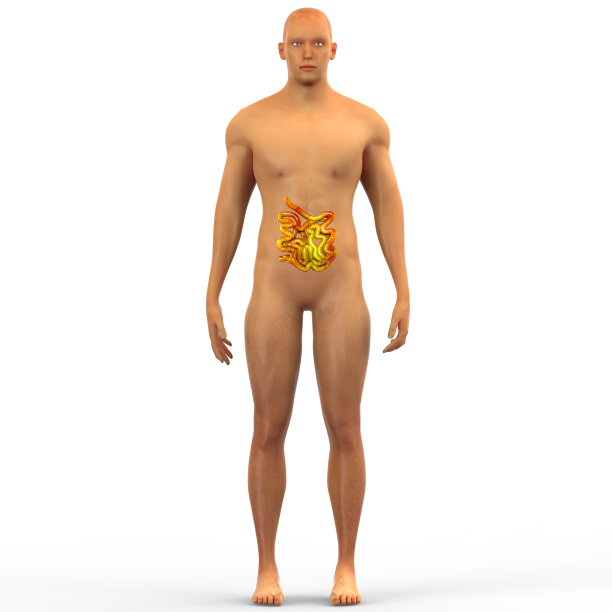 人体肌肉器官(小肠)图片下载