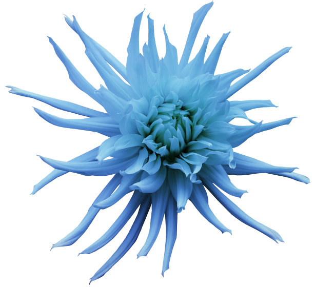 绿松石大丽花，白色孤立的背景与修剪路径。特写镜头。没有阴影。为设计。明亮的花朵。大自然。图片下载