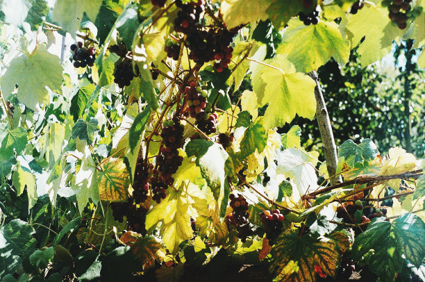 葡萄园图片下载